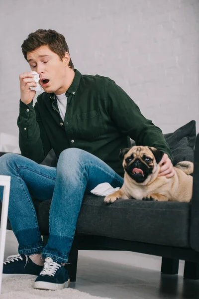 Homem Alérgico Cão Espirros Enquanto Sentado Com Pug Bonito Sofá — Fotografia de Stock