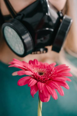 pembe gerbera çiçek yakınındaki solunum maskesi giyen kadın görünümünü kırpılmış 