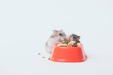 two cute furry hamsters near bowl with pet food on grey background clipart