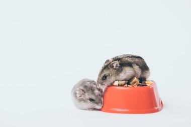 adorable furry hamsters near bowl with dry pet food on grey background clipart
