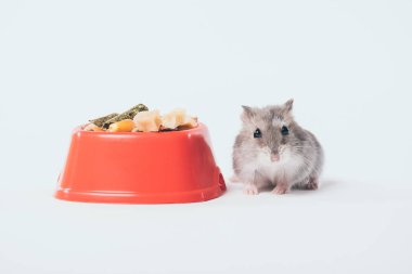 gri arka plan üzerinde Pet Gıda ile turuncu kase yakın sevimli komik hamster
