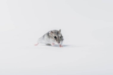 one cute, grey fluffy hamster on grey background with copy space clipart