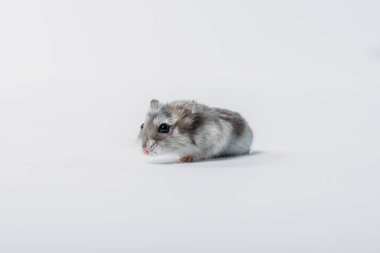 adorable grey fluffy hamster on grey background with copy space clipart