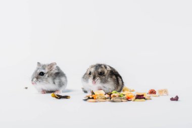cute furry hamsters near dry pet food on grey background with copy space clipart
