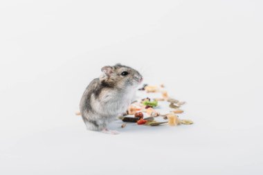 kopya alanı ile gri arka planda kuru Pet Gıda yakın sevimli kürklü hamster