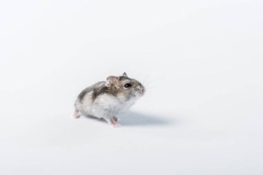 adorable grey fluffy hamster on grey background with copy space clipart