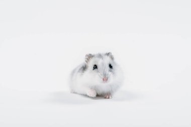 funny fluffy hamster looking at camera on grey background with copy space clipart