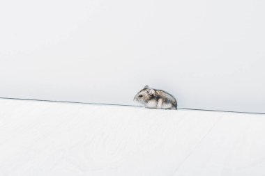 kopya alanı ile gri arka planda bir sevimli komik hamster
