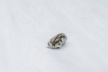 kopya alanı ile gri ahşap arka plan üzerinde sevimli komik hamster