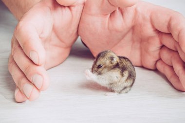 gri ahşap arka planda komik hamster yıkama yakın adam elleri kısmi görünümü