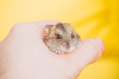 cropped view of man holding adorable fluffy hamster on yellow clipart