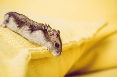 sarı dokulu arka planda komik tüylü hamster seçici odak