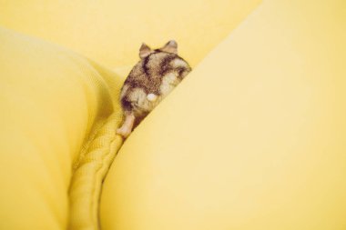 sarı dokulu arka planda komik kabarık hamster arka görünümü