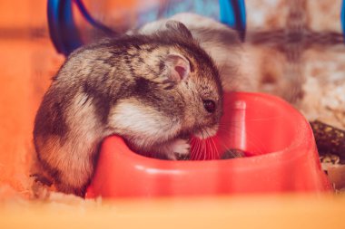 selective focus of cute hamster eating from orange plastic bowl clipart