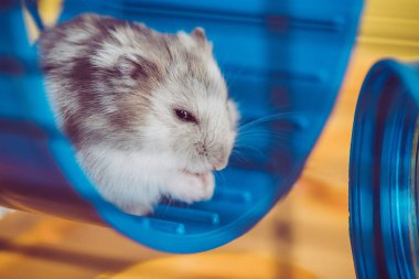 selective focus of adorable hamster sitting in blue plastic wheel in sunshine clipart