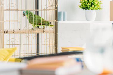 saksı ile raf yakın kuş kafesi oturan yeşil papağan seçici odak