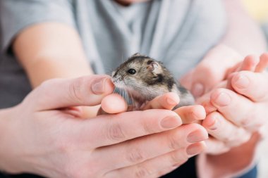 eller sevimli Hamster ile anne ve oğul seçici odak