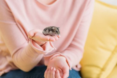 elle oturan sevimli komik hamster ile kadının kırpılmış görünümü