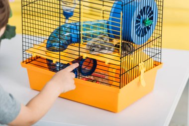cropped view of boy touching orange pet cage with blue plastic wheel and tunnel clipart