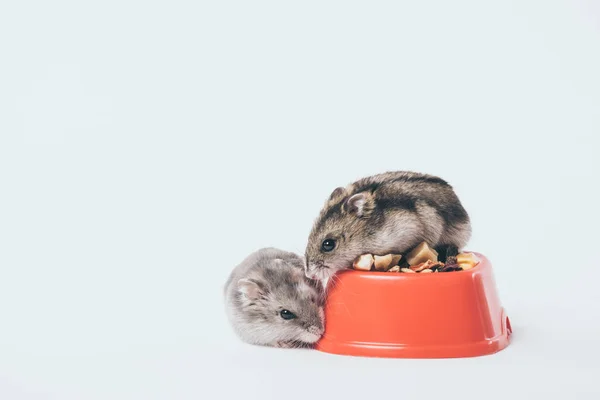 Adorable Furry Hamsters Bowl Dry Pet Food Grey Background — Stock Photo, Image