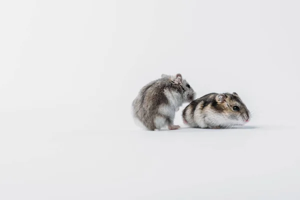 Adorable Harige Hamsters Grijze Achtergrond Met Kopieerruimte — Stockfoto