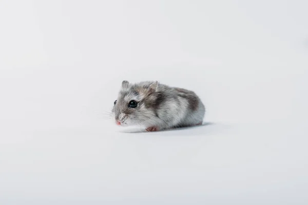 Schattige Grijze Pluizige Hamster Grijze Achtergrond Met Kopieerruimte — Stockfoto