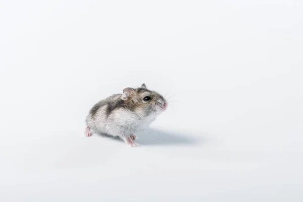 Adorable Grey Fluffy Hamster Grey Background Copy Space — Stock Photo, Image