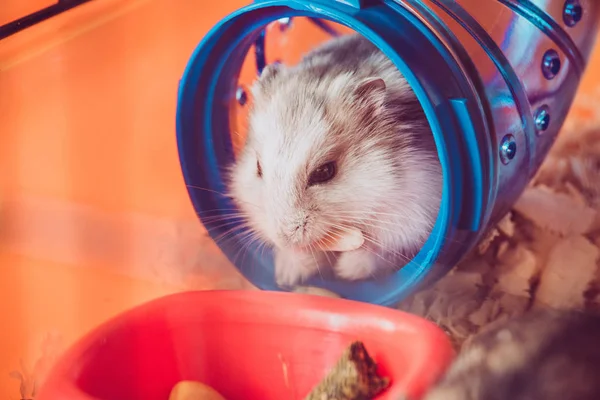 Funny Hamster Eating Nut While Sitting Blue Plastic Tunnel — Stock Photo, Image