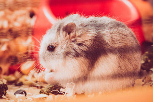 selective focus of adorable fluffy hamster sitting in wooden filings 