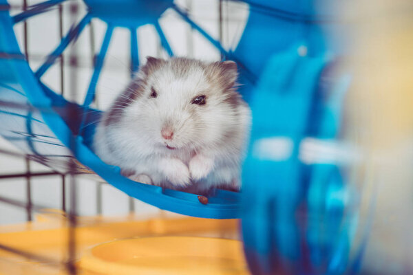 selective focus of cute furry hamster sitting in blue plastic wheel