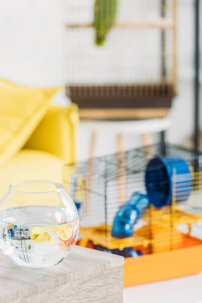 selective focus of fish bowl and pet cage with blue plastic wheel and tunnel