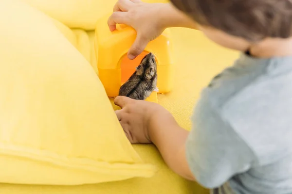 Foco Seletivo Menino Com Hamster Bonito Sofá Amarelo — Fotografia de Stock