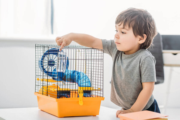 cute curious boy touching pet cage with blue plastic wheel and tunnel