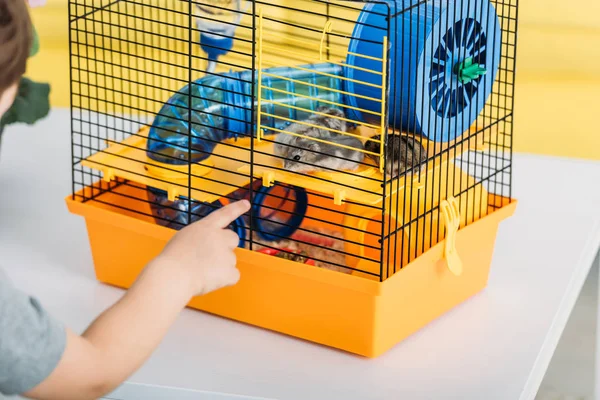 Cropped View Boy Touching Orange Pet Cage Blue Plastic Wheel — Stock Photo, Image