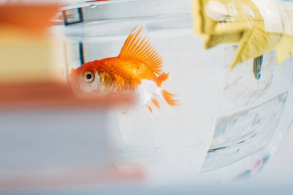selective focus of gold fish in aquarium with clear transparent water