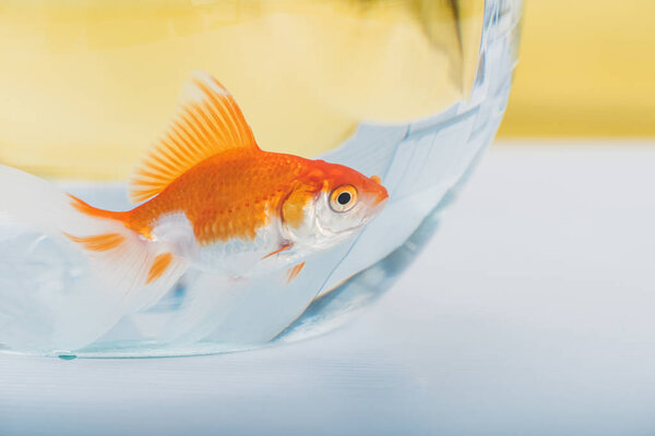 bright gold fish in aquarium with clear transparent water
