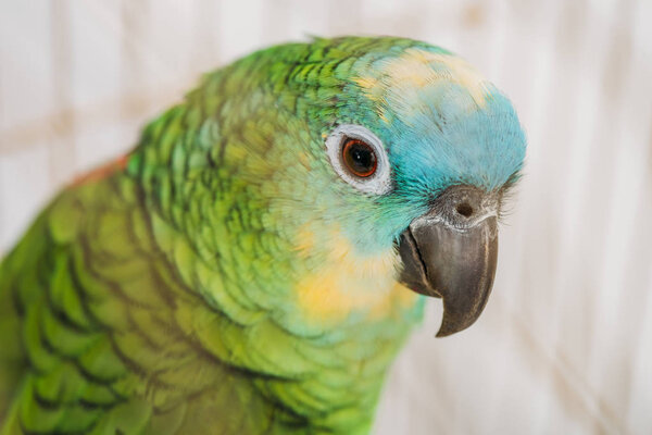 selective focus of beautiful green parrot with multicolored head