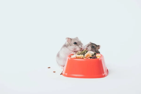 Two cute furry hamsters near bowl with pet food on grey background — Stock Image Two Cute Furry Hamsters Bowl Pet Food Grey Background Royalty Free Stock Photos