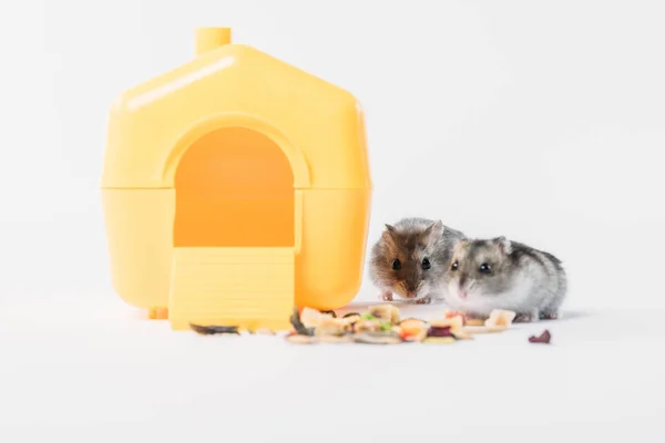 Adorable hamsters near yellow plastic pet house and dry food on grey — Stock Image Adorable Hamsters Yellow Plastic Pet House Dry Food Grey Stock Picture