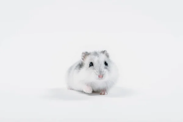 Funny fluffy hamster looking at camera on grey background with copy space — Stock Image Funny Fluffy Hamster Looking Camera Grey Background Copy Space Stock Picture