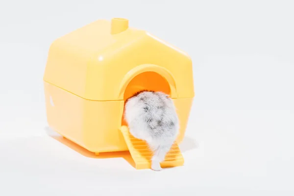 Back view of funny hamster getting into yellow pet house on grey — Stock Image Back View Funny Hamster Getting Yellow Pet House Grey Stock Photo