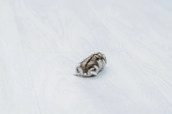 Adorable funny hamster on grey wooden background with copy space — Stock Image Adorable Funny Hamster Grey Wooden Background Copy Space Stock Image