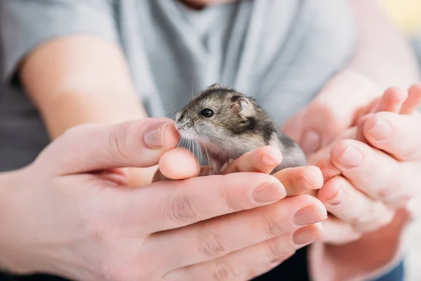 Selective focus of mother and son with adorable hamster in hands — Stock Image Selective Focus Mother Son Adorable Hamster Hands Royalty Free Stock Photos