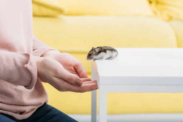 Cropped view of woman near white table with cute fluffy hamster — Stock Image Cropped View Woman White Table Cute Fluffy Hamster Royalty Free Stock Images