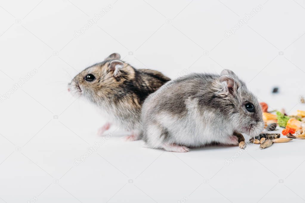 funny fluffy hamsters on grey background with copy space