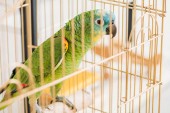 selective focus of bright green parrot sitting in bird cage