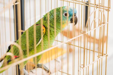 selective focus of bright green parrot sitting in bird cage clipart
