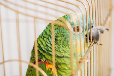 selective focus of bright amazon parrot sitting in bird cage clipart