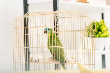 selective focus of bright green amazon parrot sitting in bird cage near flowerpot clipart