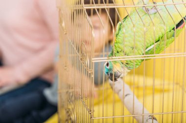 selective focus of funny green parrot hanging head down in bird cage clipart